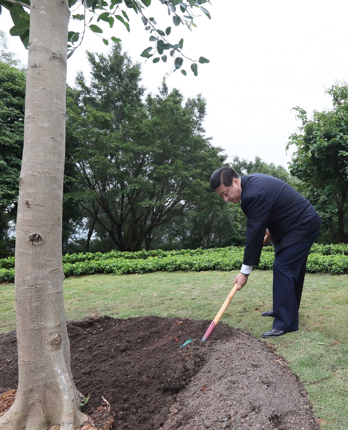 2012年12月8日，習(xí)近平在深圳蓮花山公園種下一棵高山榕樹。