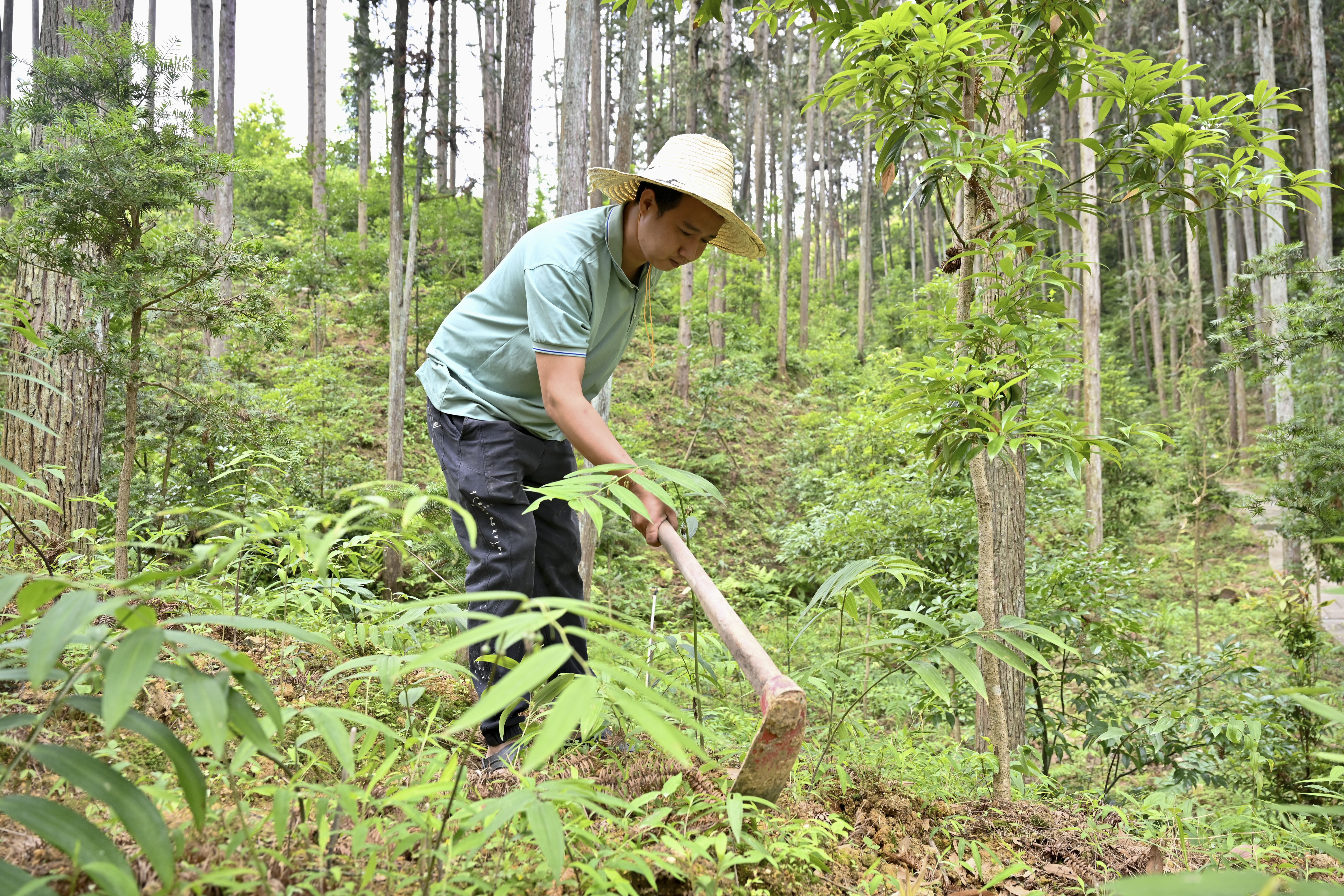 2024年5月9日，福建省三明市馬巖林下經(jīng)濟(jì)種植示范基地工人在管理林下種植的多花黃精。